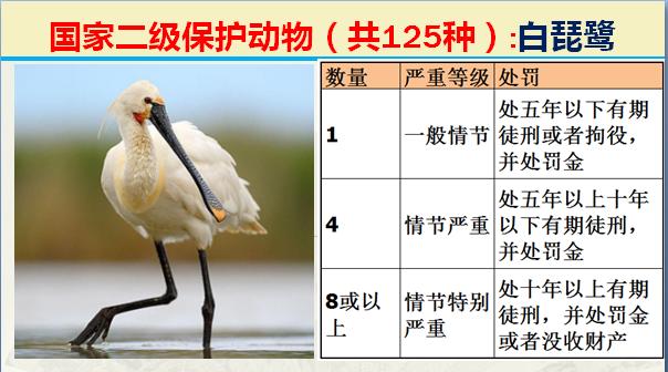 国家二级保护动物有哪些