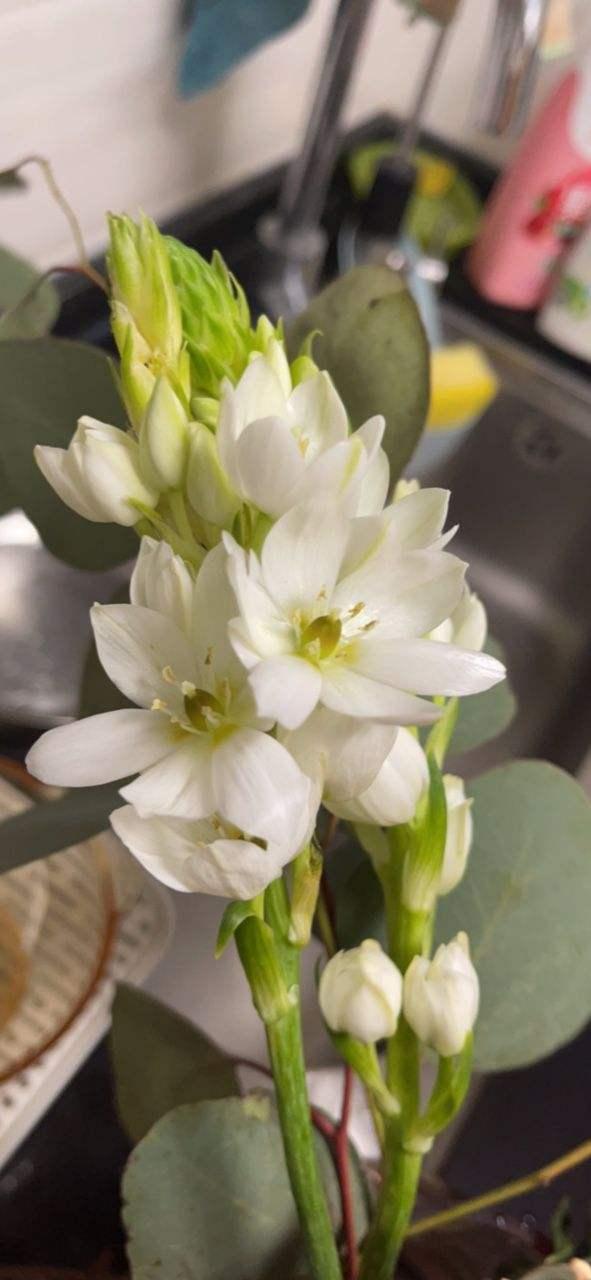 花卉名称