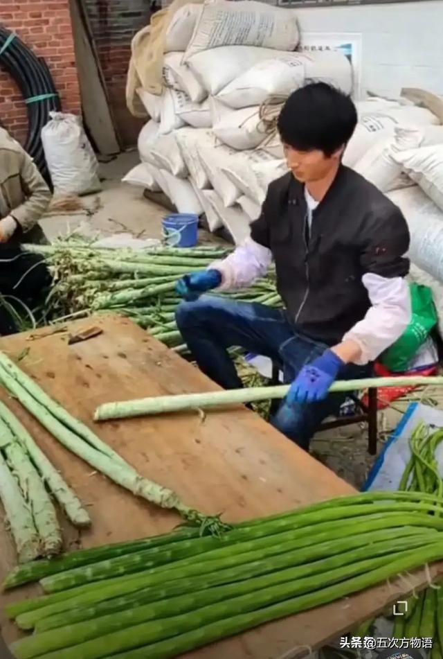 莴苣的栽培技术视频 说一千，道一万，“贡菜”它也是莴笋
