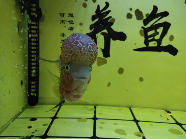 鱼肉过滤机