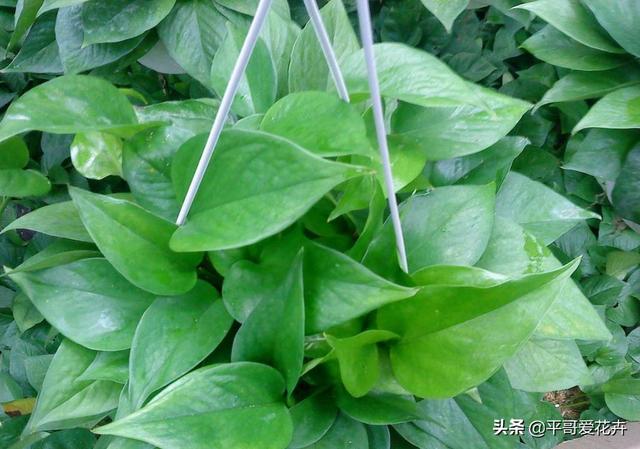 绿萝叶子发黄是什么原因 绿萝叶子发黄是什么原因（春天绿萝叶子发黄是什么原因） 生活