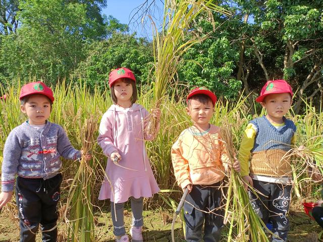 幼儿园的割水稻能手