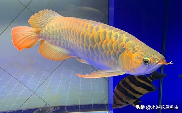 红龙鱼鳞片粉色好吗