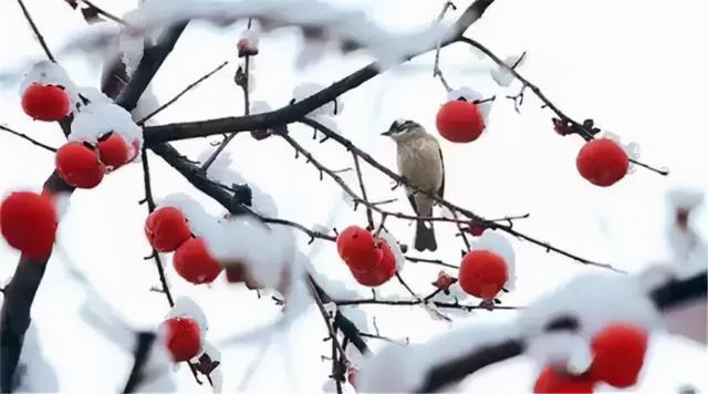 小雪至，寒渐浓！深藏以养阳，做好“两清一防一补”