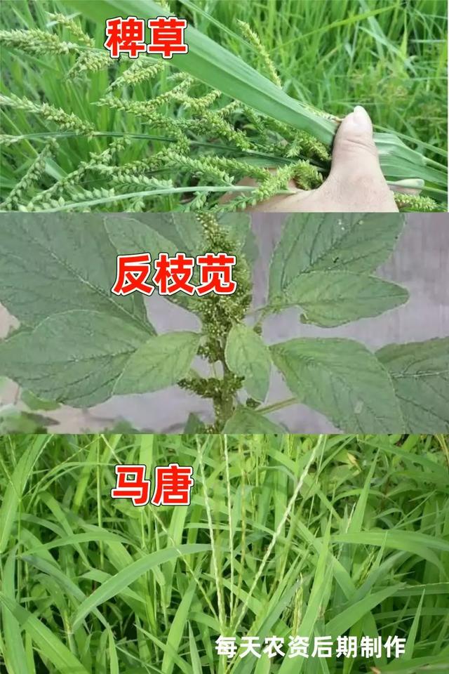 草铵膦使用“高峰期”！高效用药，要点必看3