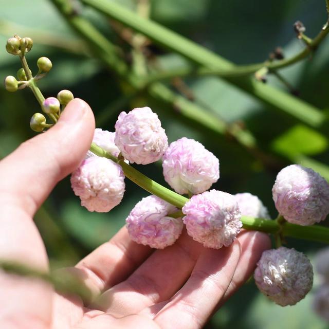 水养植物