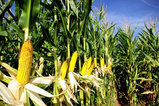 玉米杀虫、防病、追肥、控旺进入关键期，到底怎么管理？