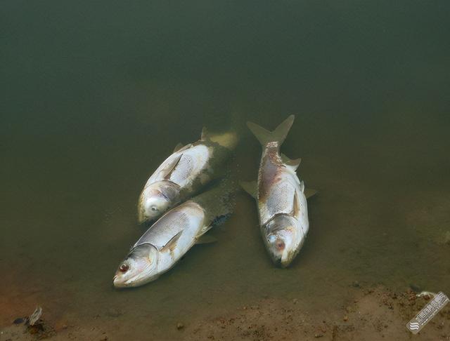 肝不好能吃鱼吗？