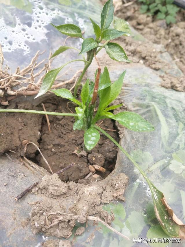 辣椒植株这是发生了根腐病还是茎基腐病？如何正确的防治