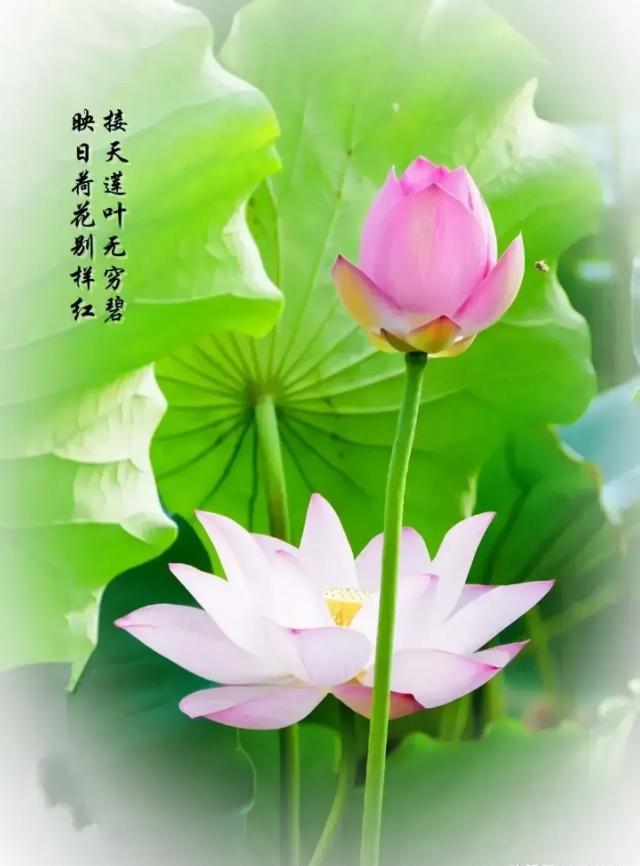 绿色的水果