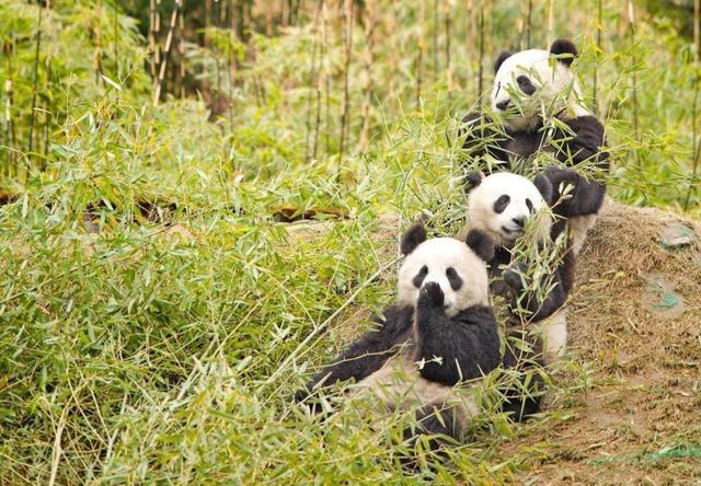 中国有多少大熊猫