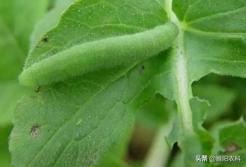 低温下防治菜青虫，用这个药，3分钟即可杀死害虫