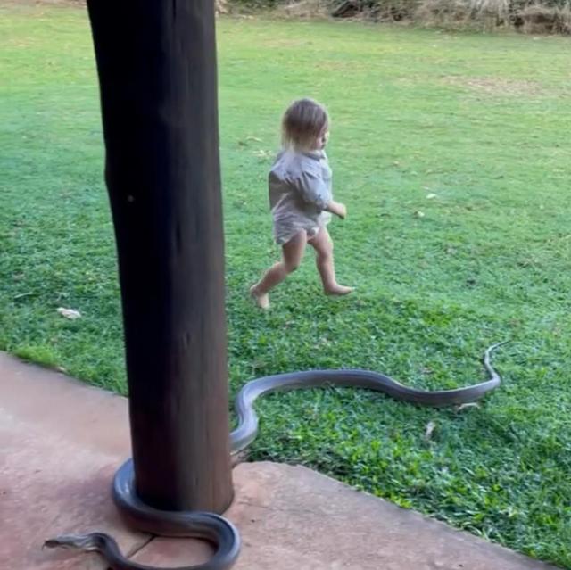 澳洲狂野早教：2岁娃单挑巨蟒，爸爸在一旁指点加油，这？