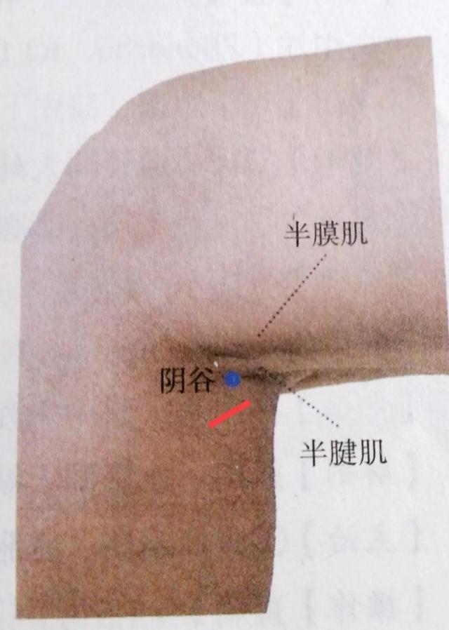 每日一穴——阴谷穴