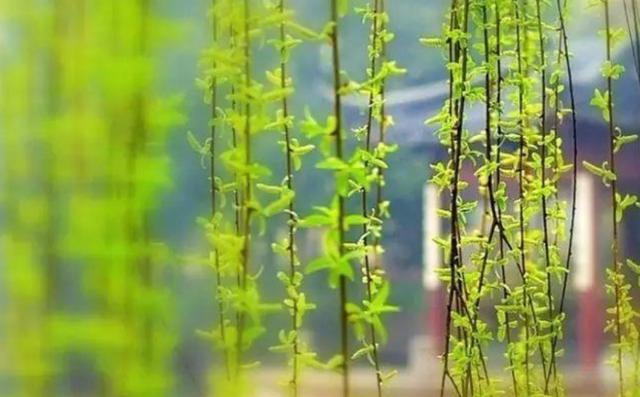 咏柳的古诗，咏柳中哪两句诗写出春天柳树新绿的样子？