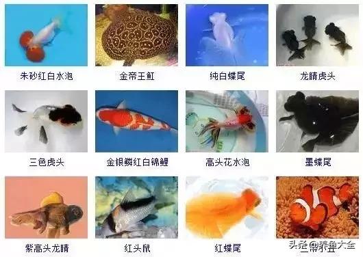 观赏鱼图片