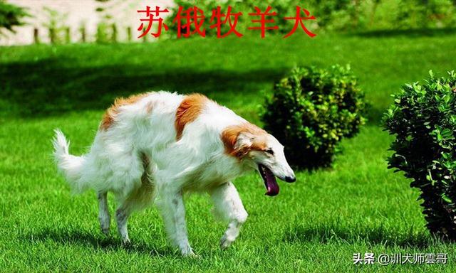 牧羊犬图片