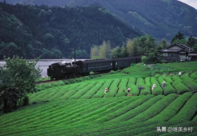 什么牌子的绿茶好
