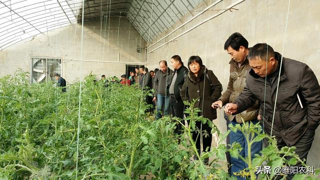 这个杀菌剂配方真厉害，专治顽固性病害，杀菌治病干净彻底4