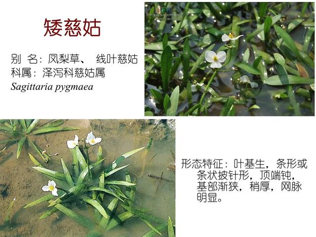 水生植物种类 水生植物种类（水生植物100种） 生活