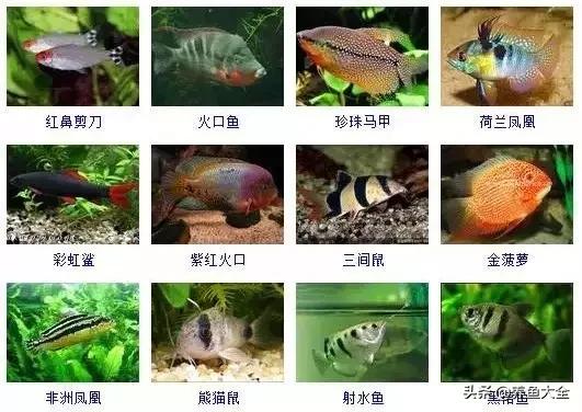 观赏鱼图片大全