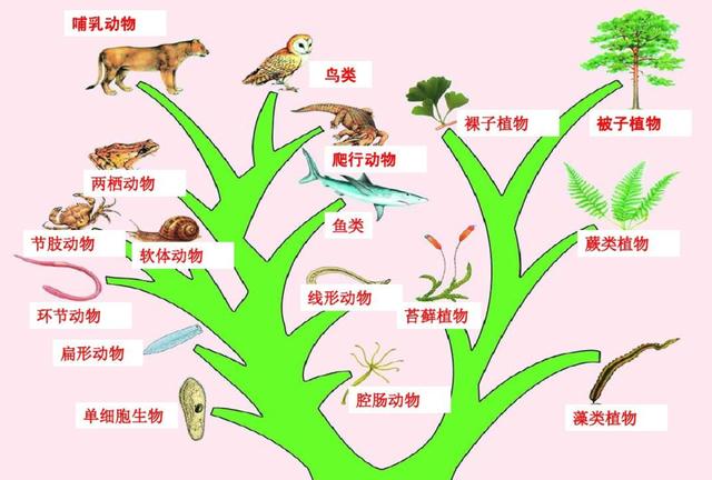 腔棘鱼