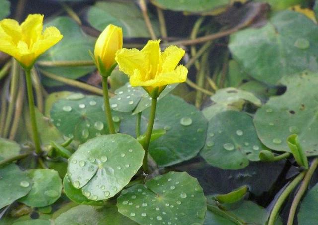 荇菜介绍:别名(水生植物 莕菜,接余,凫葵,水镜草,余莲儿拉丁学名