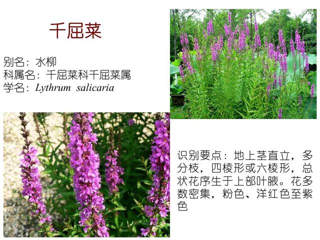 水生植物种类 水生植物种类（水生植物100种） 生活