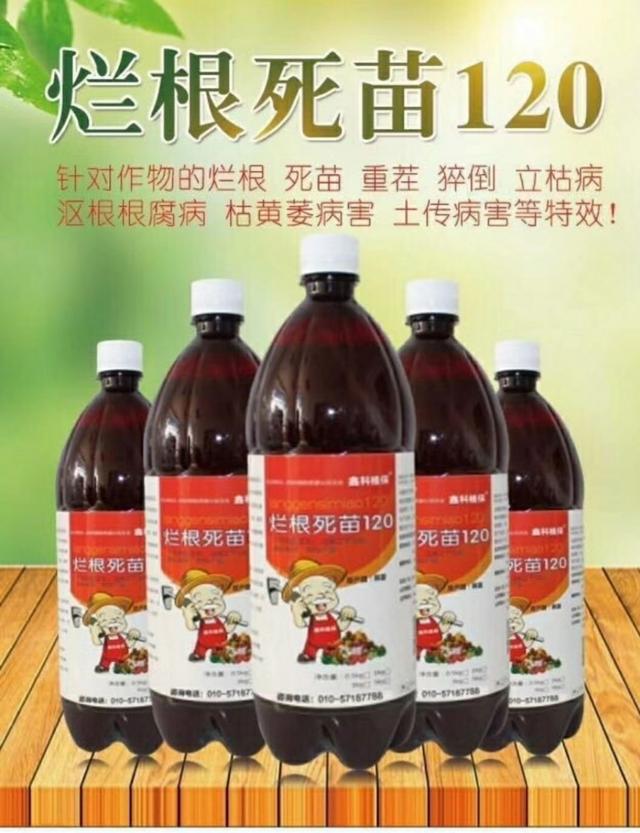 黄瓜得了根腐病怎么办？做好这几点，能控制90％