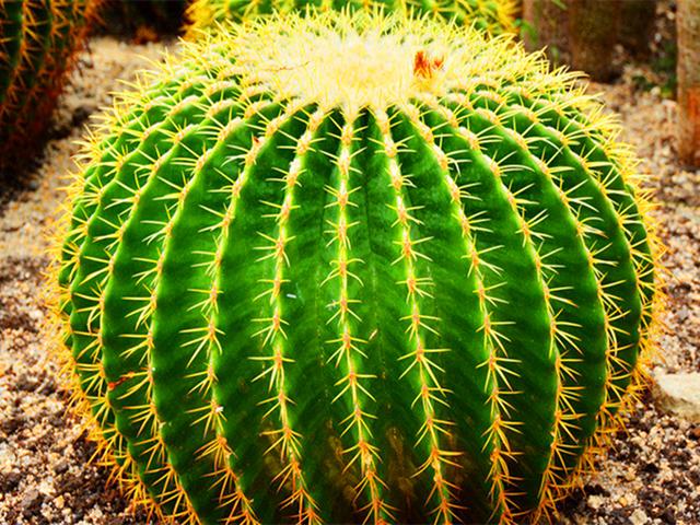 仙人球发黄了怎么办