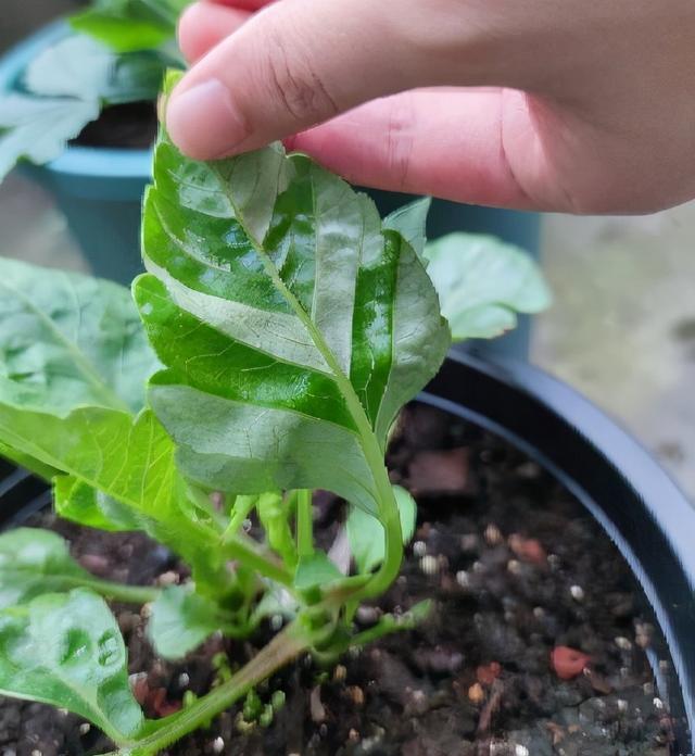大丽花种植 大丽花种植  大丽花种植时间 生活