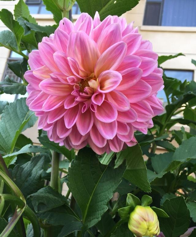 大丽花种植 大丽花种植  大丽花种植时间 生活