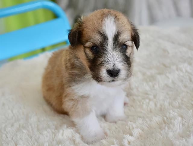 狗是怎么寻找幼崽(狗幼崽怎么看品种)-艾拉养犬