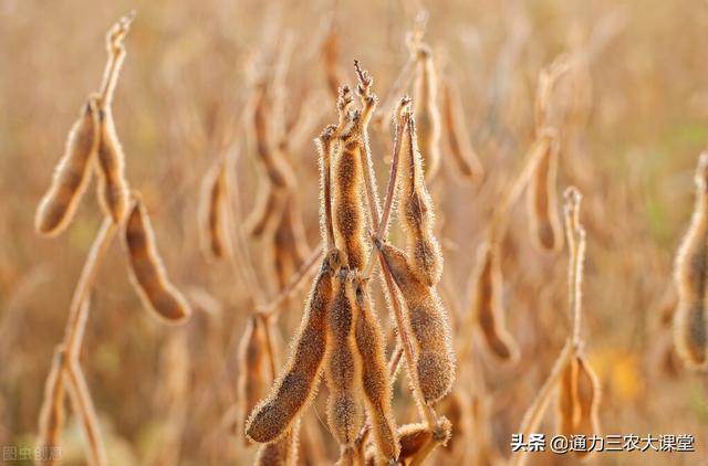 大豆开花后用什么肥料，试试这个叶面肥，喷施一遍果荚饱满促早熟5