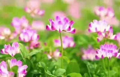 50种浪漫鲜花花语大全 50种浪漫鲜花花语大全（50种浪漫鲜花花语大全图片） 生活