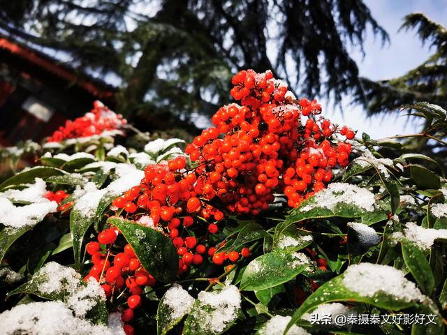 雪中红豆最相思