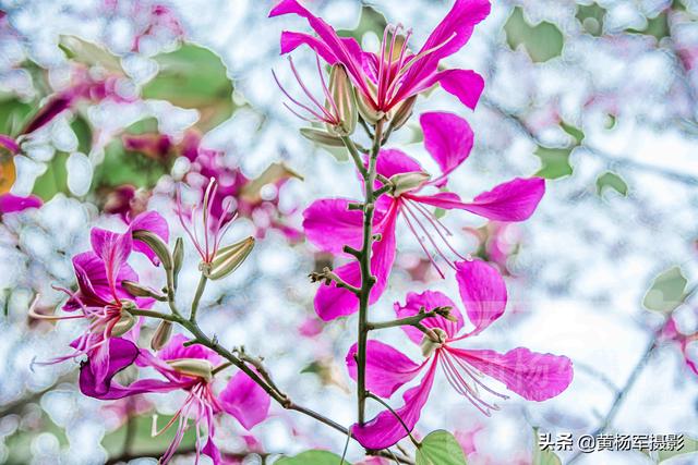 红花羊蹄甲绚烂绽放的娇美 美艳芬芳的花朵特好看 花开亮丽清新 太阳信息网