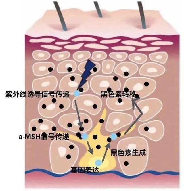 迅速美白的方法