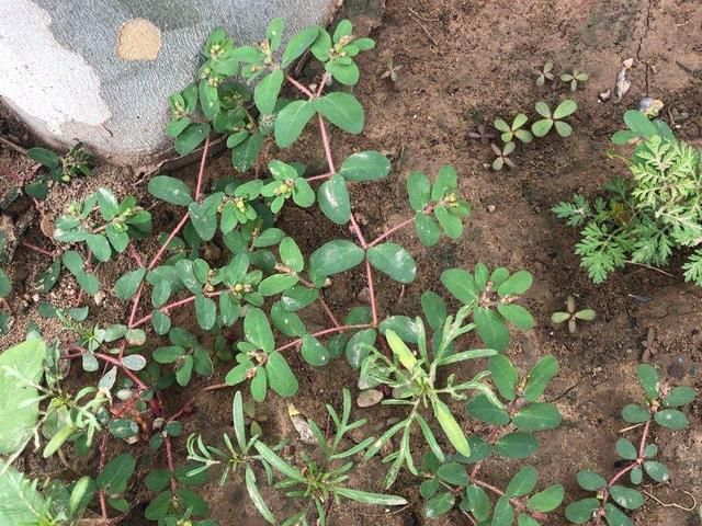 薇甘菊 薇甘菊（薇甘菊危害事件） 生活