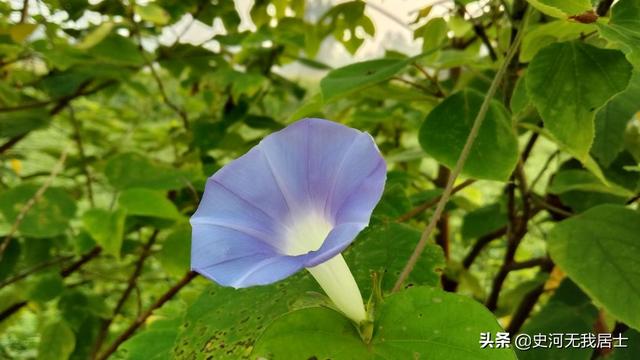 含羞草的花语