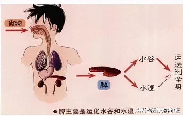 肛口难收，气血不留！经常腹泻，是怎么回事？止泻是标，健脾是本