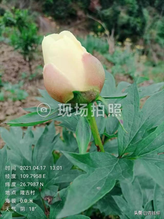 芍药种植