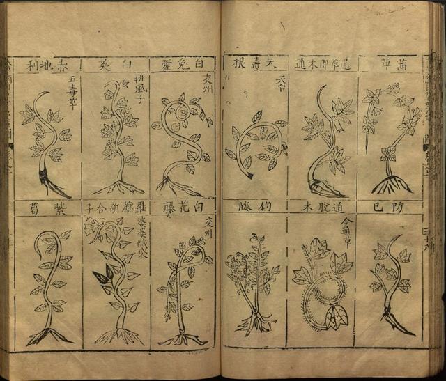 李时珍巨著《本草纲目》插图上卷（1596年刻本）