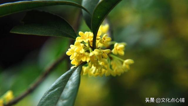 鷓鴣天桂花李清照(李清照的鷓鴣天桂花的翻譯並賞析)_手工miao