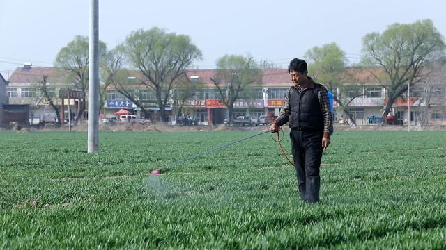 小麦喷洒除草剂，无论什么配方，都要注意3点，少花钱，效果好3