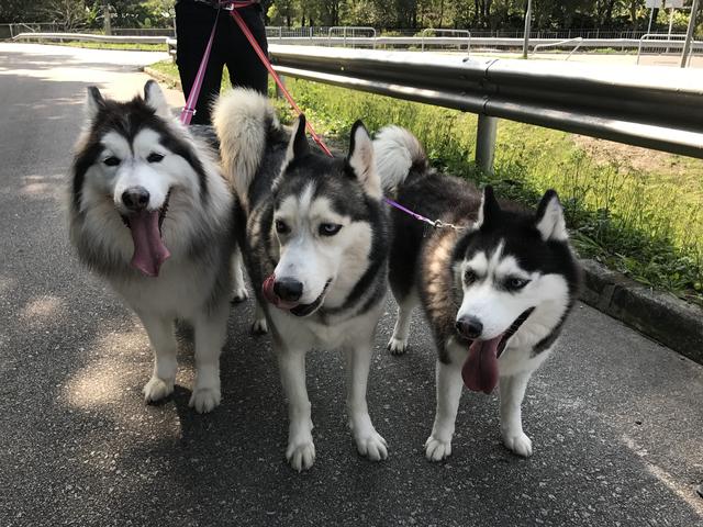 阿拉斯加雪橇犬哈士奇