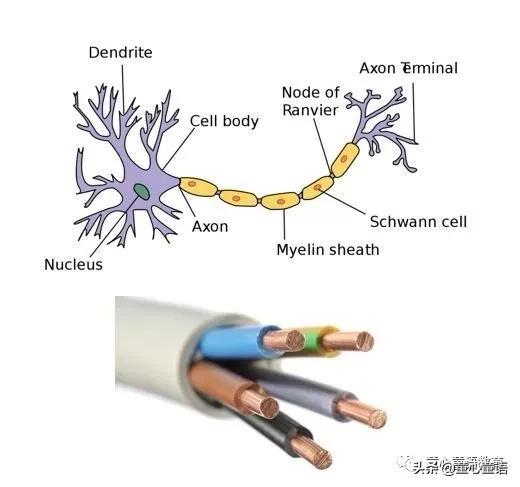 「童心童语分享」蒙台梭利教育与表观遗传学原来有这么密切的联系