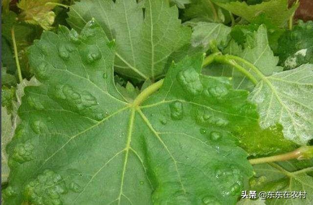 缺节瘿螨引起葡萄毛毡病为害症状、原因以及防治措施1