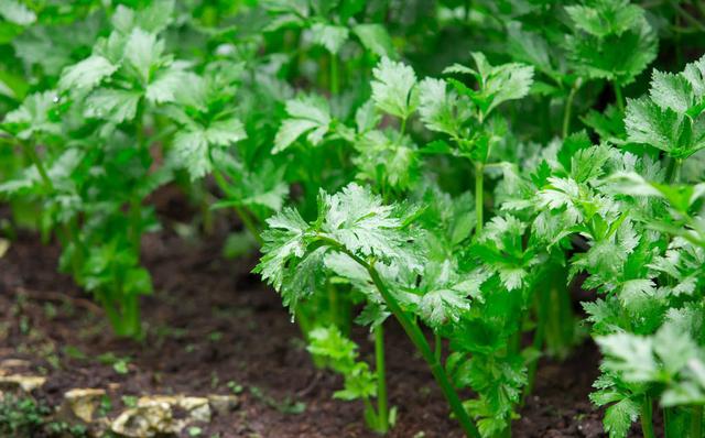芹菜种植时间和技术 芹菜种植时间，种植方法介绍！