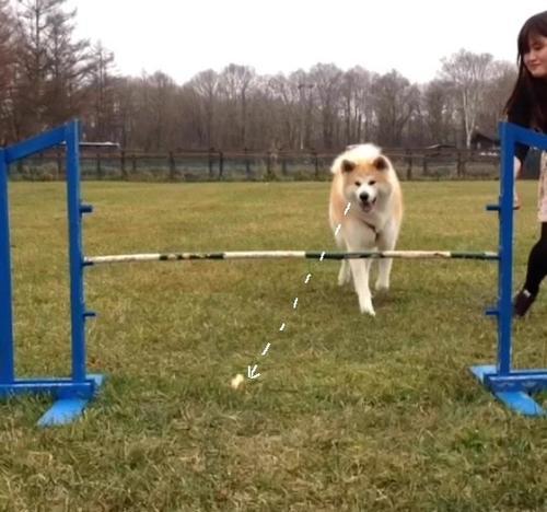 秋田犬图片 秋田犬图片（最漂亮日本秋田犬图片） 动物